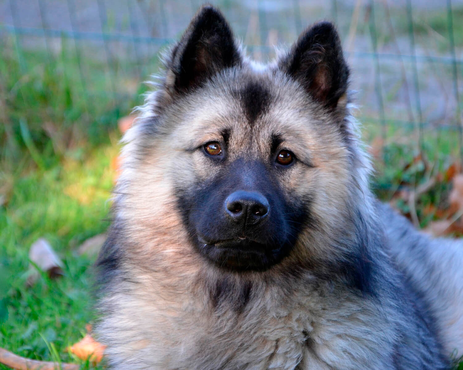 Евразиер (Eurasier) - это дружелюбная, преданная и очень редкая порода собак.  Описание, фото и отзывы.