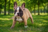 Цуценя Французського Бульдога