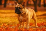 Французський бульдог фото