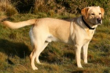Собака Лабрадор