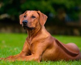 Порода собак родезийский риджбек - фото