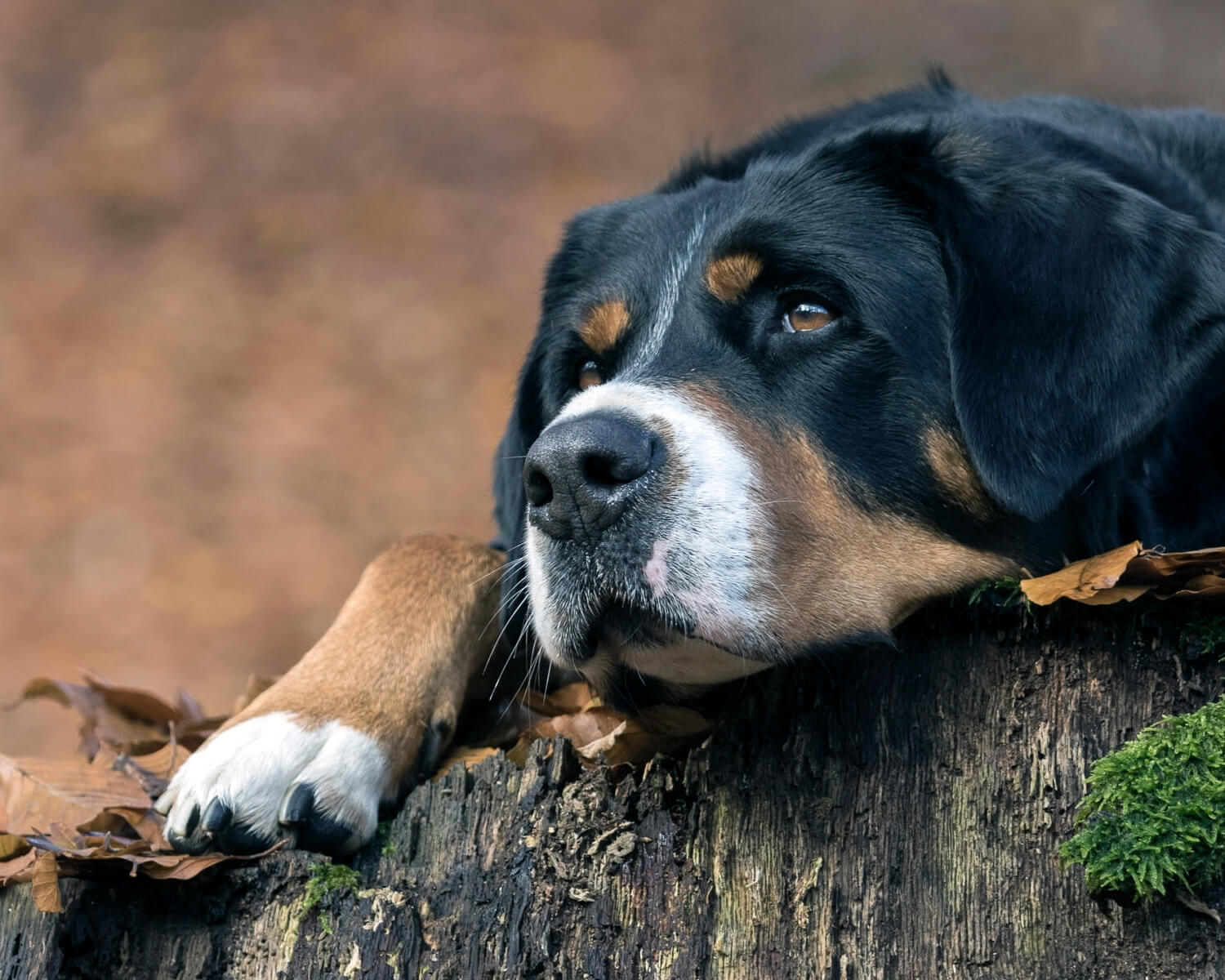 Большой швейцарский зенненхунд - это большая и сильная собака для охраны и  защиты, которая обожает детей.