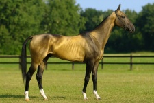 Ахалтекинская лошадь Akhal-Teke