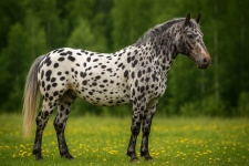 Аппалуза Appaloosa