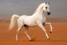 Арабская чистокровная лошадь Arabian