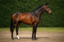 Чистокровная верховая лошадь Purebred horse