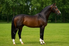 Голландская теплокровная Dutch Warmblood