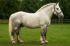 Першерон Percheron