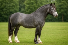 Уэльский коб Welsh cob