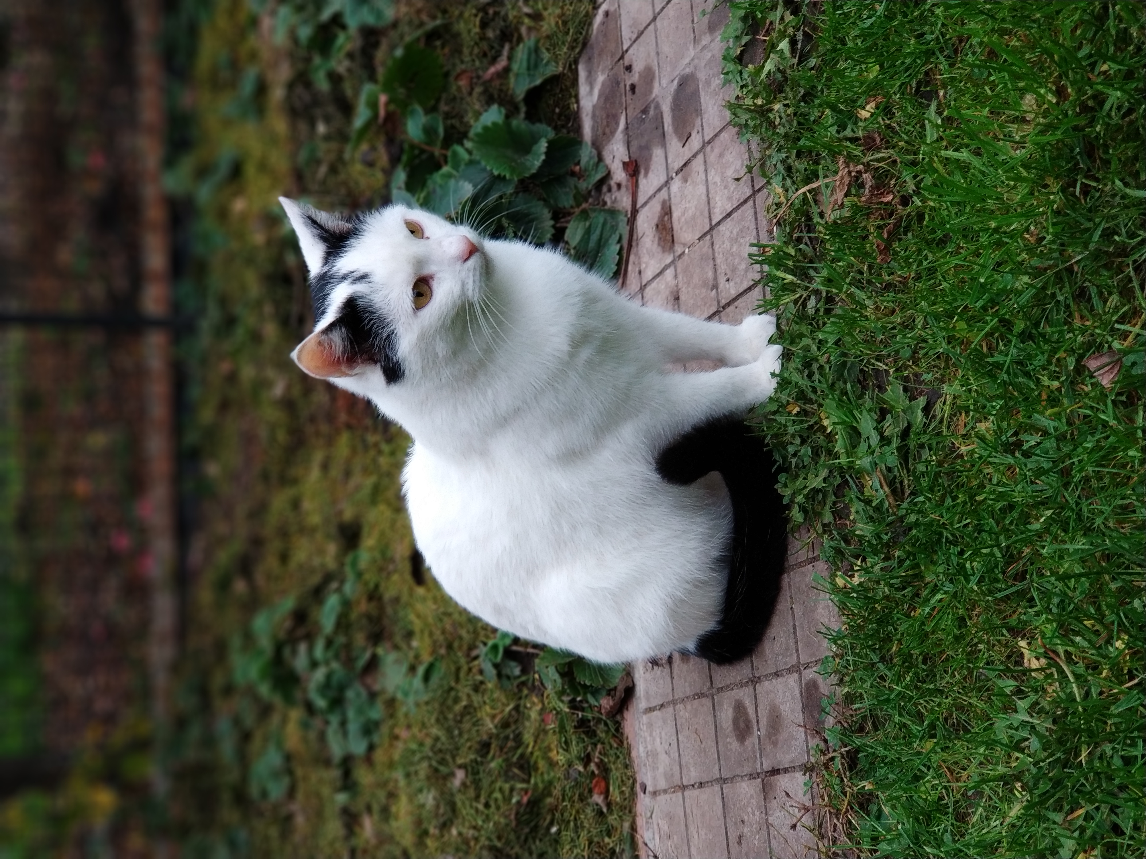 Белая кошка с черными пятнами
