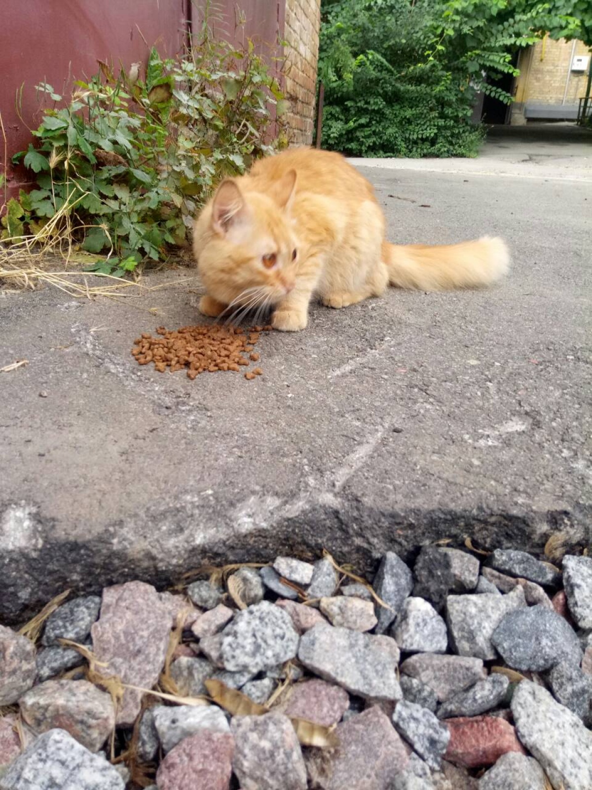 Найдена рыжая пушистая кошка Печерский район