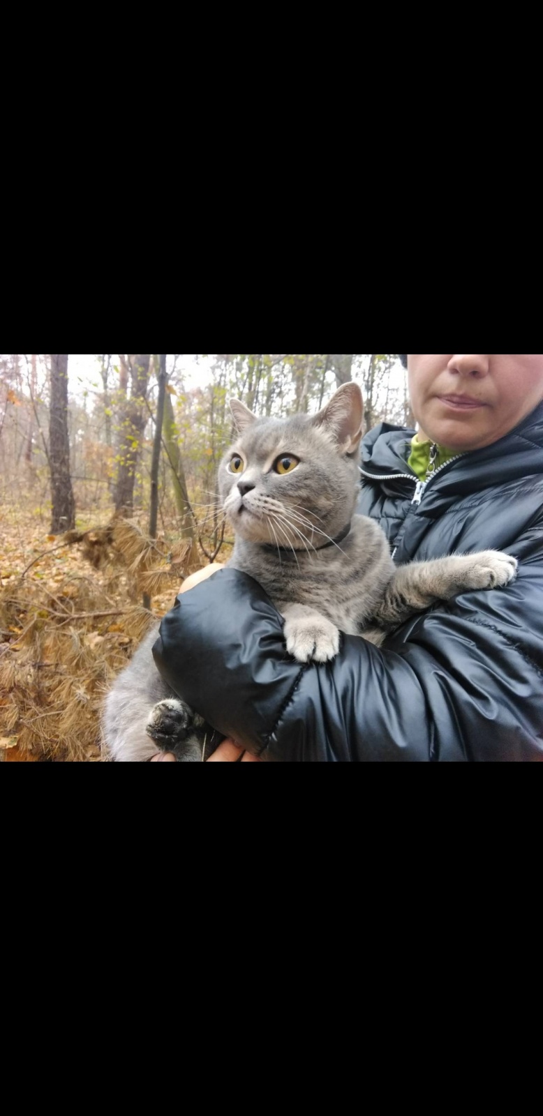 Найден домашний кот в лесу !