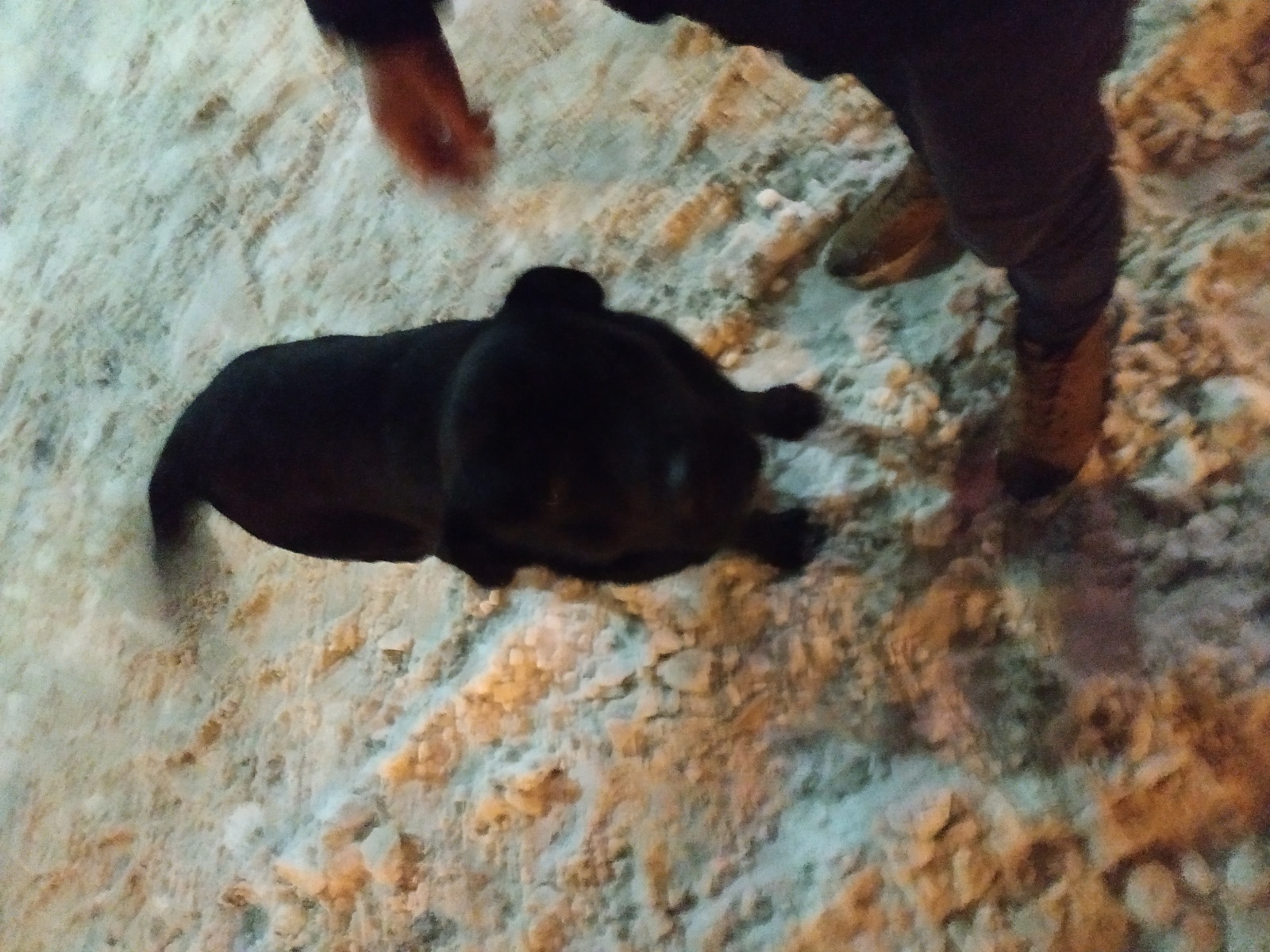 Знайдено чорного лабрадора біля Караваєвих дач