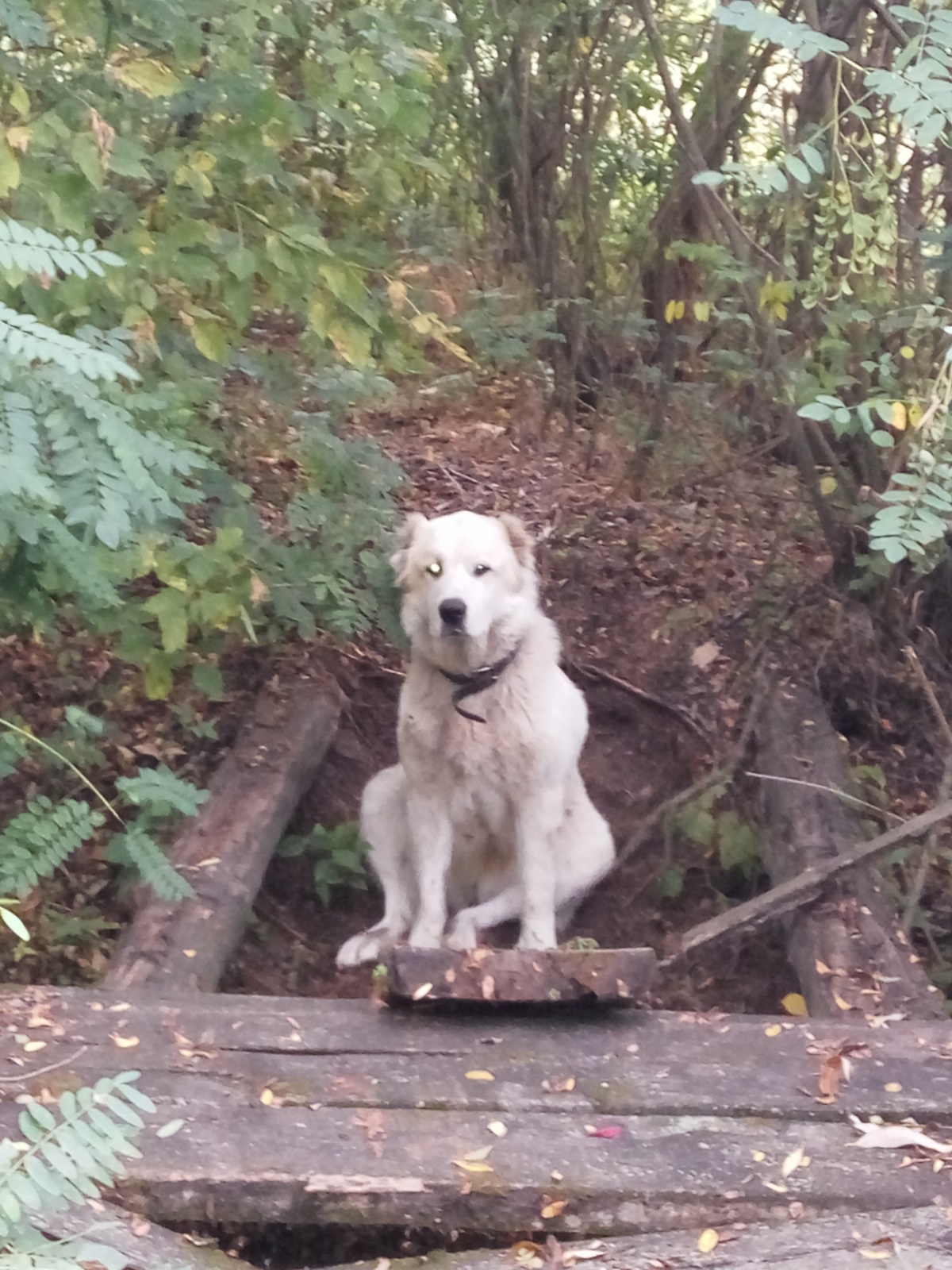 белая собака на конче озерной киевская обл